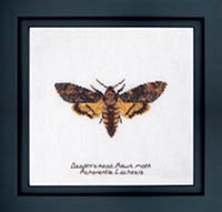 Deaths Head Hawk Moth Kit