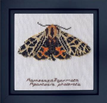 Harnessed Tiger Moth Kit