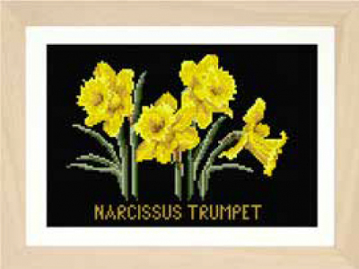 Narcissus Trumpet Kit