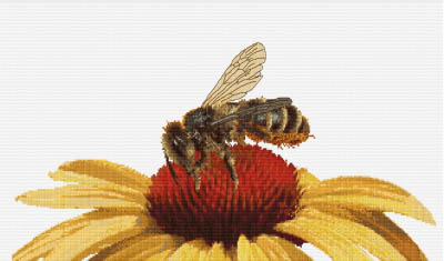Bee On Echinacea Kit