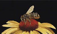 Bee On Echinacea on Black Kit