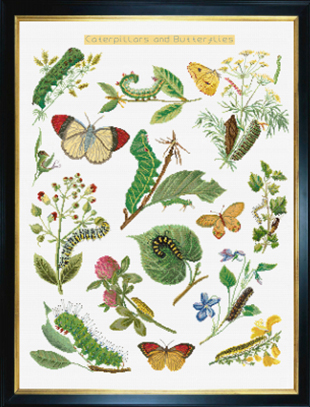 Caterpillars & Butterflies Kit (Aida)