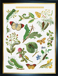Caterpillars & Butterflies Kit (Aida)