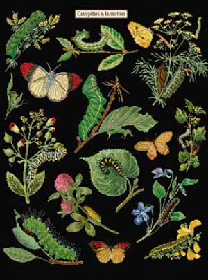 Caterpillars & Butterflies Kit