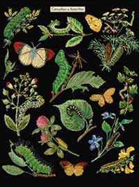 Caterpillars & Butterflies Kit