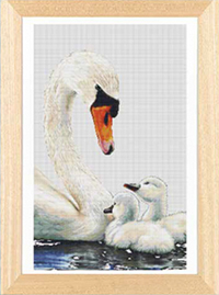 Swans & Cygnets Kit