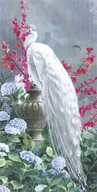 QS Lovers White Peacock