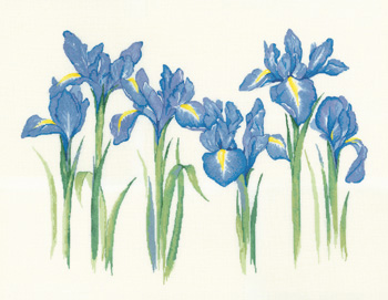 Sue Hill Flowers - Irises