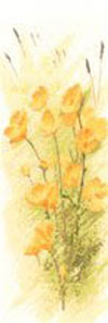 Flower Panels - Buttercups 