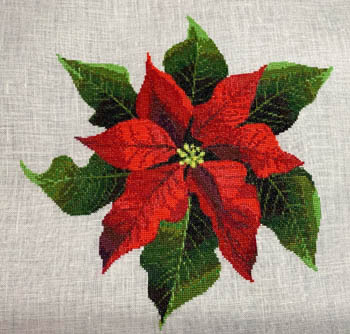 Lori's Poinsettia