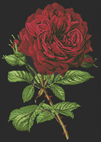 Duchesse De Dino Rose