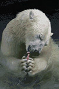 Polar Bear