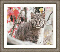 Bobcat Mischief