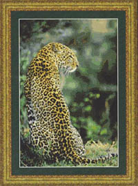 Leopard in Waiting