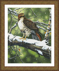 Red Tailed Hawk