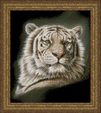 Portrait of a White Tiger