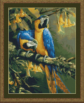 Blue Gold Macaws