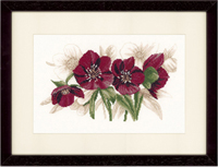 Red Flowers Helleborus Kit 