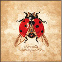 Coccinella Septempunctata Kit