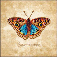 Junonia Coenia Kit