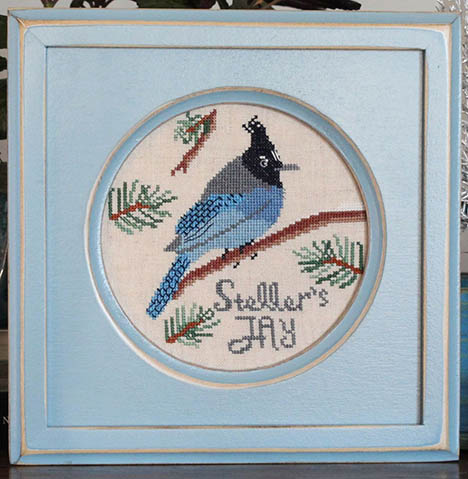 Bird Crush Club #1 Steller's Jay