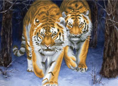 Stalking Tigers - No Count X-Stitch Kit