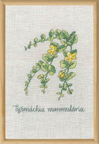 Lysimachia Kit
