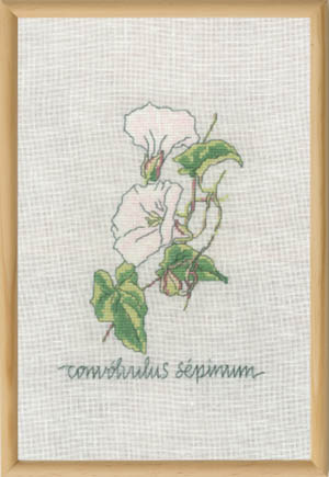 Calystegia Kit