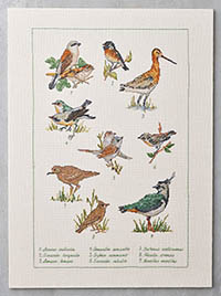 Field Birds Kit