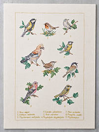 Forest Birds Kit