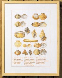 Seashells Kit