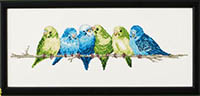 Budgie  Kit