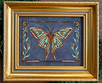 Spanish Moon Moth