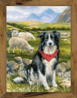 Border Collie Kit