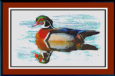 Wood Duck