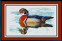Wood Duck