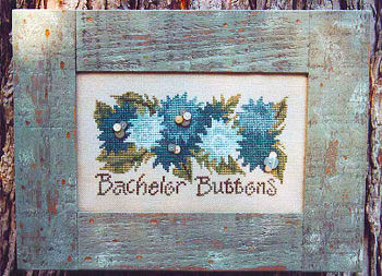 Bachelor Button