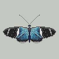 Sara Longwing Butterfly