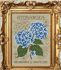 Hydrangea