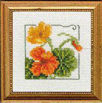 Carolyn's Garden - Nasturtium Kit