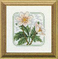 Carolyn's Meadow -Wood Anemone Kit