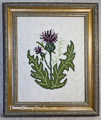 Scottish Thistle