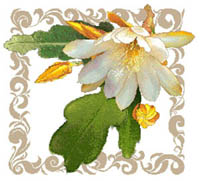 Epiphyllum #2