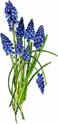 Grape Hyacinths           