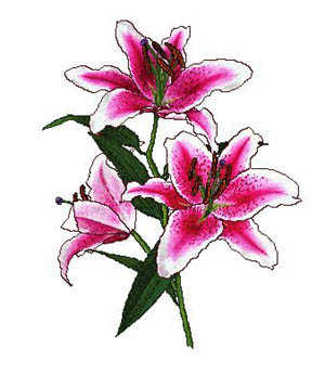 Stargazer Lily             
