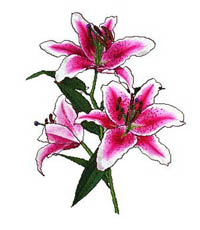 Stargazer Lily             
