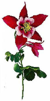 Red Columbine