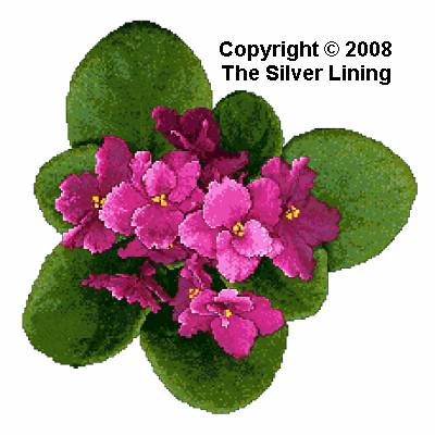 Africian Violets