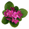 Africian Violets