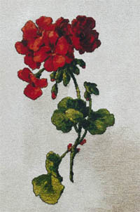 Geraniums